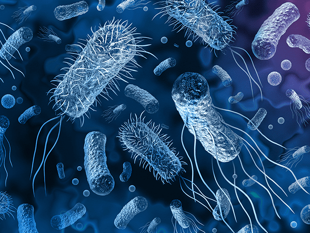 Bakteri Salmonella