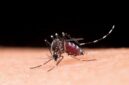 Tingginya kasus malaria di Indonesia merupakan masalah kompleks yang masih sulit dieliminasi. (Foto: Freepik)