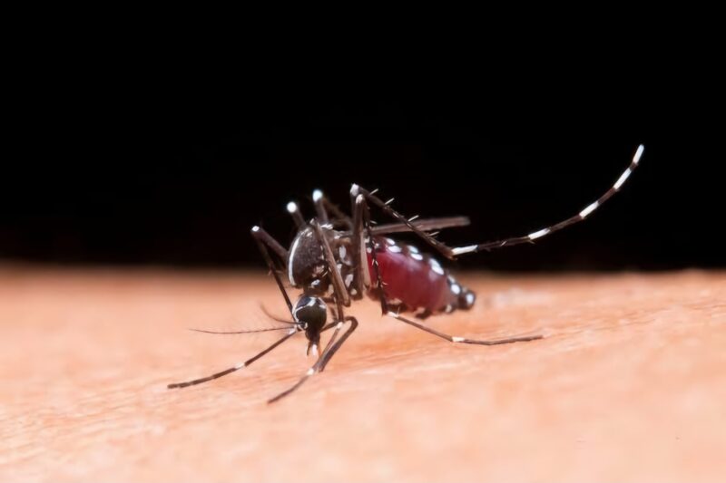 Tingginya kasus malaria di Indonesia merupakan masalah kompleks yang masih sulit dieliminasi. (Foto: Freepik)
