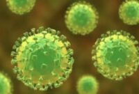 Kementerian Kesehatan memperkuat kewaspadaan nasional terhadap potensi masuk dan penularan Penyakit Virus Nipah. (Foto: ilustrasi)