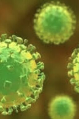 Menkes Pastikan Virus Nipah Belum Ditemukan di Indonesia