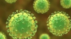 Kementerian Kesehatan memperkuat kewaspadaan nasional terhadap potensi masuk dan penularan Penyakit Virus Nipah. (Foto: ilustrasi)