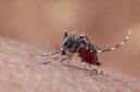 Inovasi pengendalian nyamuk menjadi harapan baru untuk menekan ancaman dengue di Indonesia. (Foto: Freepik)