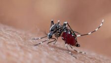 Inovasi pengendalian nyamuk menjadi harapan baru untuk menekan ancaman dengue di Indonesia. (Foto: Freepik)