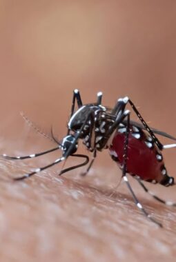 Indonesia Kejar Nol Kematian Dengue, Teknologi Wolbachia Jadi Salah Satu Senjata