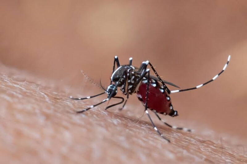 Inovasi pengendalian nyamuk menjadi harapan baru untuk menekan ancaman dengue di Indonesia. (Foto: Freepik)