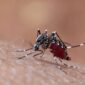 Inovasi pengendalian nyamuk menjadi harapan baru untuk menekan ancaman dengue di Indonesia. (Foto: Freepik)